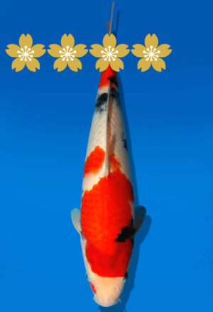 Koi Auktion Dainichi Showa JumboTosai SuperMonster - 31cm GT2-0920