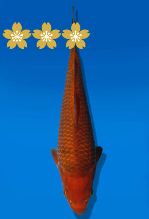 Koi Auktion Dainichi Chagoi JumboTosai BrownMonkey - 28cm GT2-0921