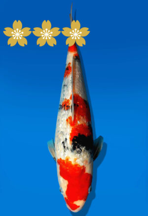 Koi Auktion Dainichi GinrinShowa JumboTosai XGinrinShowa - 29cm GT2-0916