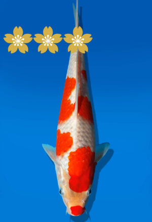 Koi Auktion Kanno Goshiki JumboTosai Kanno - 28cm GT2-0909