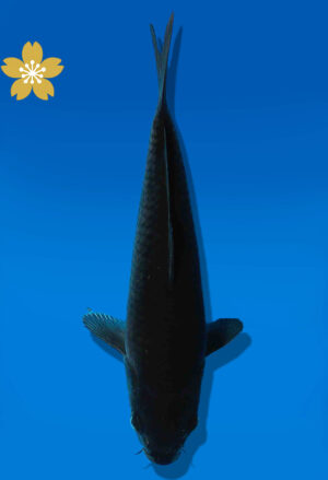 Koi Auktion Dainichi BlackDiamond JumboTosai BlackZeus - 20cm GT2-0922