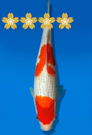 Koi Auktion Kanno Goshiki JumboTosai Kanno - 26cm GT1-0905