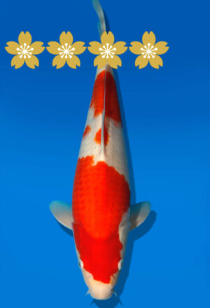Koi Auktion Dainichi Kohaku JumboTosai WhiteDragon - 35cm GT2-0924