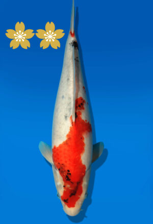 Koi Auktion Dainichi Showa JumboTosai SuperMonster - 37cm GT2-0930