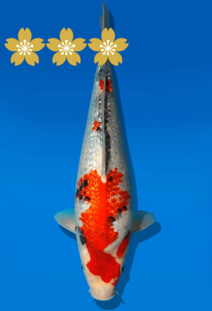 Koi Auktion Dainichi GinrinShowa JumboTosai XGinrinShowa - 30cm GT2-0936