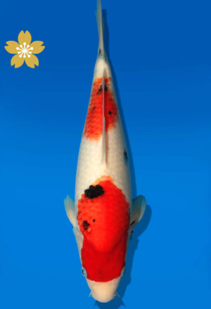 Koi Auktion Dainichi Sanke JumboTosai newMSanke - 35cm GT3-0937
