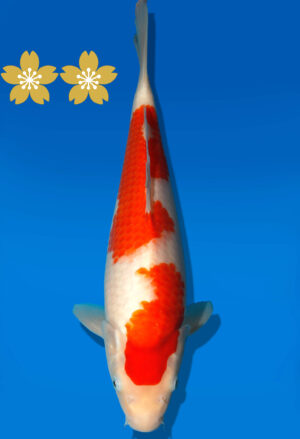 Koi Auktion Dainichi Kohaku JumboTosai WhiteDragon - 35cm GT3-0925