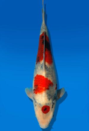 Koi Auktion Dainichi Showa JumboTosai MonaLisa - 31cm GT3-0932