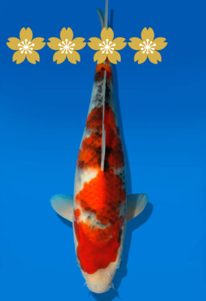 Koi Auktion Dainichi Showa JumboTosai SuperMonster - 31cm GT3-0931