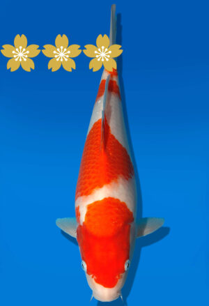 Koi Auktion Dainichi Kohaku JumboTosai WhiteDragon - 35cm GT3-0926