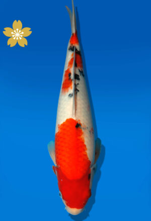 Koi Auktion Dainichi Sanke JumboTosai newMSanke - 37cm GT3-0939