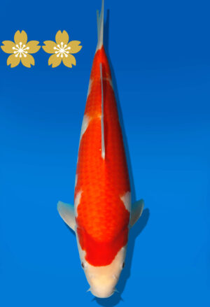 Koi Auktion Dainichi Kohaku JumboTosai WhiteDragon - 37cm GT3-0927