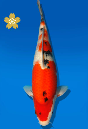 Koi Auktion Dainichi Sanke JumboTosai newMSanke - 34cm GT3-0938