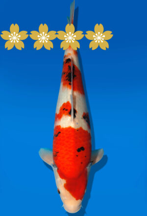Koi Auktion Dainichi Showa JumboTosai MonaLisa - 31cm GT3-0933