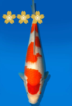 Koi Auktion Dainichi Kohaku JumboTosai WhiteDragon - 35cm GT3-0928