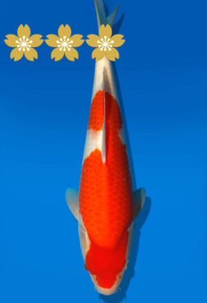 Koi Auktion Dainichi Kohaku JumboTosai RedTiger - 37cm GT3-0929