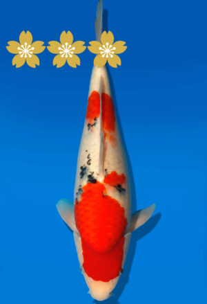 Koi Auktion Dainichi Sanke JumboTosai newMSanke - 33cm GT3-0939