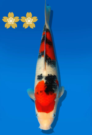 Koi Auktion Dainichi Sanke JumboTosai newMSanke - 27cm GT4-0940