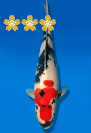 Koi Auktion Dainichi Showa JumboTosai MonaLisa - 29cm GT4-0935