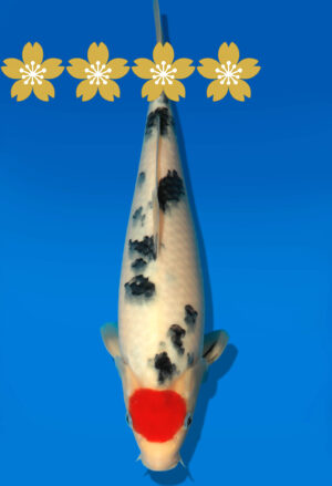 Koi Auktion Dainichi TSanke JumboTosai newMSanke - 31cm GT3-0941