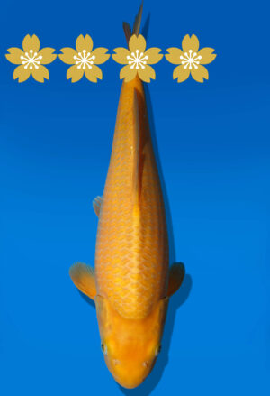 Koi Auktion Dainichi Karashigoi JumboTosai YellowMonkey - 36cm KT2-0969