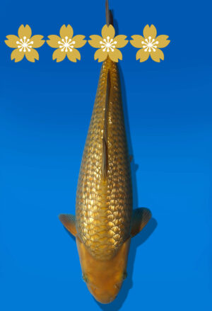 Koi Auktion Dainichi GinrinChagoi JumboTosai BrownMonkey - 35cm KT2-0967