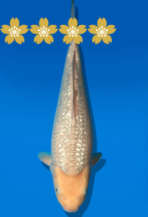 Koi Auktion Dainichi GinrinKarashigoi JumboTosai WhiteMonkey - 35cm KT2-0966