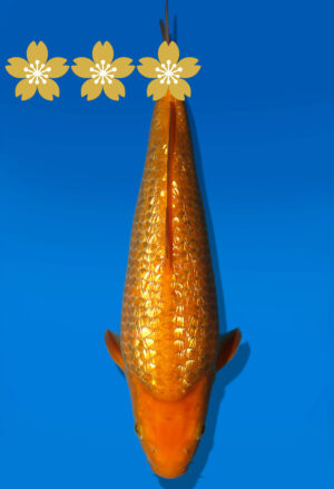 Koi Auktion Dainichi GinrinKarashigoi JumboTosai YellowMonkey - 29cm KT2-0965