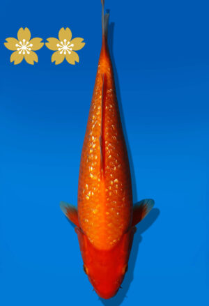 Koi Auktion Dainichi GinrinBenigoi JumboTosai XGinrinKohaku - 28cm KT2-0964