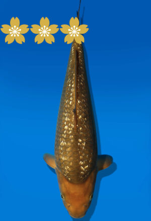 Koi Auktion Dainichi GinrinChagoi JumboTosai BrownMonkey - 31cm KT2-0963