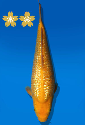 Koi Auktion Dainichi GinrinKarashigoi JumboTosai YellowMonkey - 30cm KT2-0962