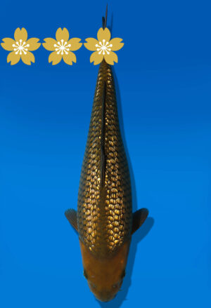 Koi Auktion Dainichi GinrinChagoi JumboTosai BrownMonkey - 34cm KT1-0961