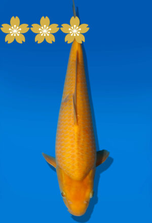 Koi Auktion Dainichi Karashi JumboTosai YellowMonkey - 36cm KT1-0960