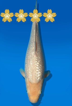 Koi Auktion Dainichi GinrinKarashi JumboTosai WhiteMonkey - 36cm KT1-0959