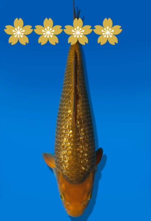 Koi Auktion Dainichi GinrinChagoi JumboTosai BrownMonkey - 36cm GT7-0958