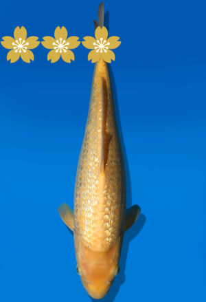 Koi Auktion Dainichi GinrinKarashigoi JumboTosai YellowMonkey - 36cm GT7-0957