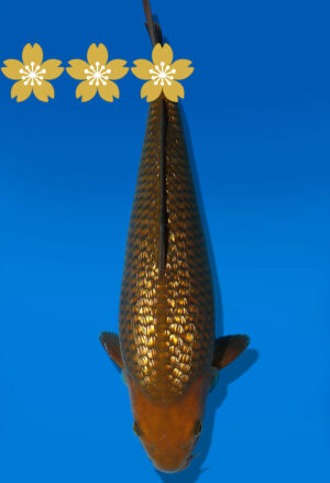 Koi Auktion Dainichi GinrinChagoi JumboTosai BrownMonkey - 34cm GT7-0955