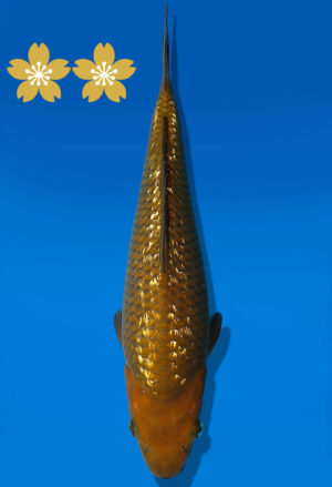 Koi Auktion Dainichi GinrinChagoi JumboTosai BrownMonkey - 28cm GT7-0954