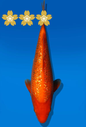 Koi Auktion Dainichi GinrinBenigoi JumboTosai XGinrinKohaku - 28cm GT7-0953