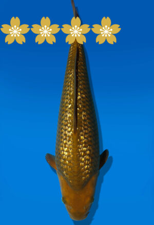 Koi Auktion Dainichi GinrinChagoi JumboTosai BrownMonkaey - 36cm GT7-0952