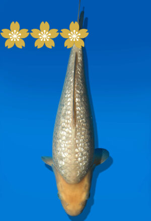 Koi Auktion Dainichi GinrinSoragoi JumboTosai GinrinSora/Sora - 34cm GT7-0951