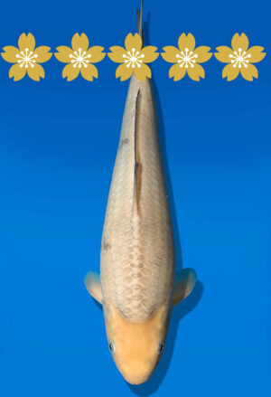 Koi Auktion Dainichi SoraUtsuri JumboTosai WhiteMonkey - 36cm GT2-0950