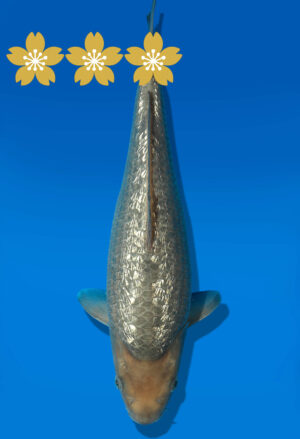 Koi Auktion Dainichi GinrinSoragoi JumboTosai GinrinSora/Sora. - 32cm GT2-0949
