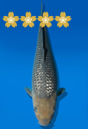 Koi Auktion Dainichi GinrinSoragoi JumboTosai GinrinSora/Sora. - 36cm GT2-0948