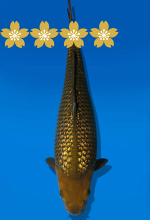 Koi Auktion Dainichi GinrinChagoi JumboTosai BrownMonkey - 37cm GT5-0947