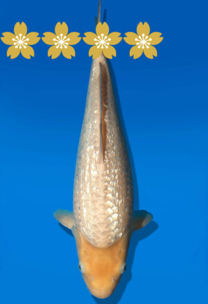 Koi Auktion Dainichi GinrinKarashigoi JumboTosai WhiteMonkey - 36cm GT2-0971