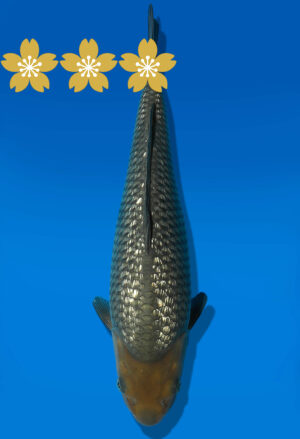 Koi Auktion Dainichi GinrinSoragoi JumboTosai GinrinSora/Sora - 32cm GT5-0945