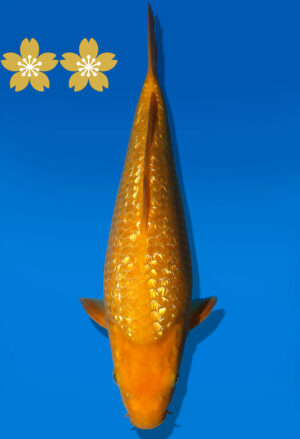 Koi Auktion Dainichi GinrinKarashigoi JumboTosai YellowMonkey - 29cm GT5-0944