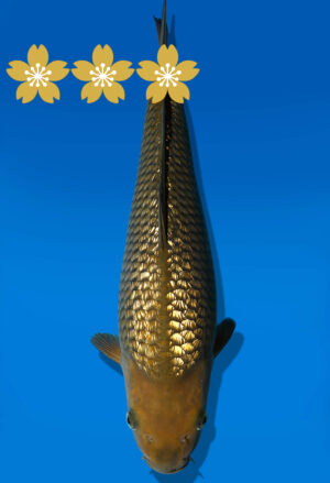 Koi Auktion Dainichi GinrinChagoi JumboTosai BrownMonkey - 33cm GT5-0943