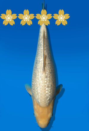 Koi Auktion Dainichi GinrinWhiteK. JumboTosai WhiteMonkey - 35cm GT5-0942